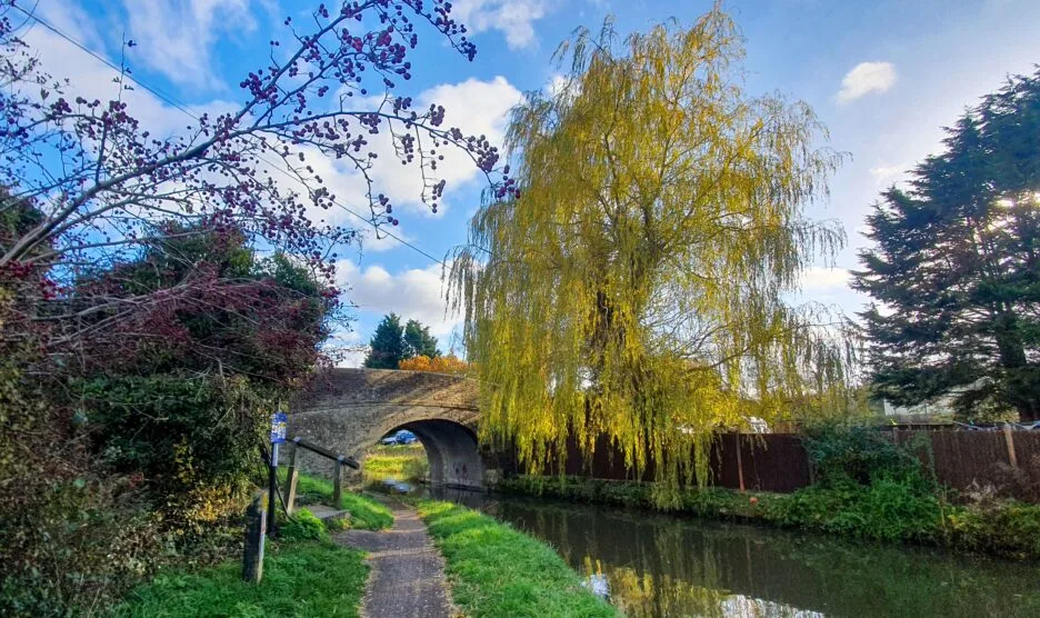 Canal Bridge Old Linslade showing willow in leaf